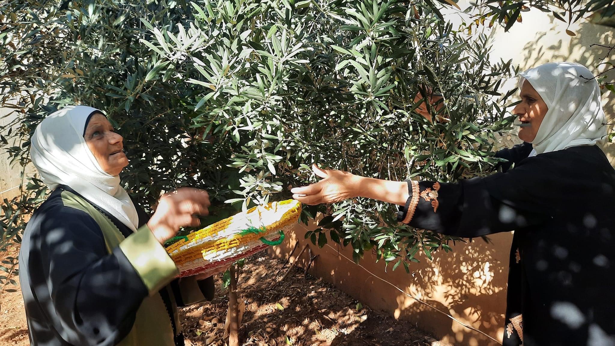 دار الشيخوخة النشطة في نهر البارد تحتفل باليوم العالمي لشجرة  الزيتون