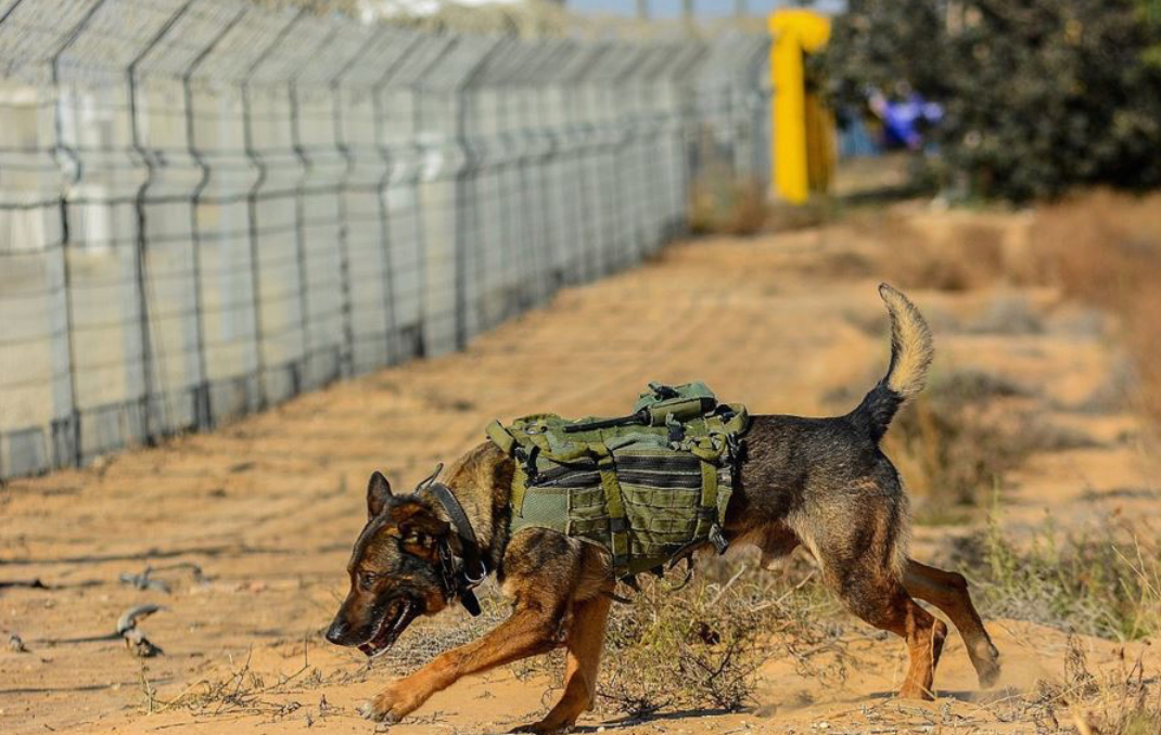 وحدة الكلاب “عوكيتس” تثير الجدل في الحرب الإسرائيلية على غزّة