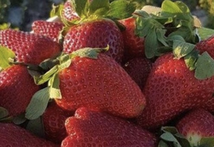 أخبار مغلوطة عن الفريز اللبناني