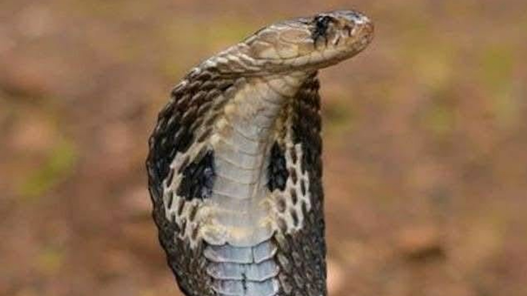 ما الفرق بين الحية والثعبان ؟