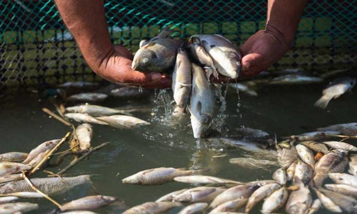 نفوق أسماك بسبب تلوث المياه في العراق- (صور)