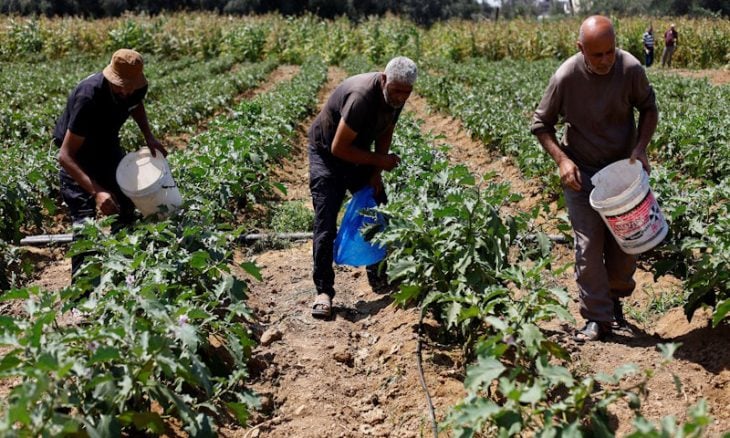 الزراعة تحت وطأة الحرب.. 87% من الأراضي الزراعية في غزة تضررت بشكل كامل
