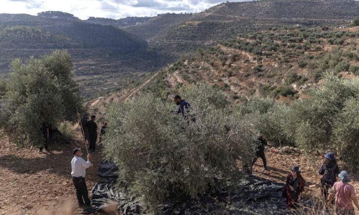 فتوى دينية إسرائيلية تشرعن سرقة الزيتون الفلسطيني في الضفة